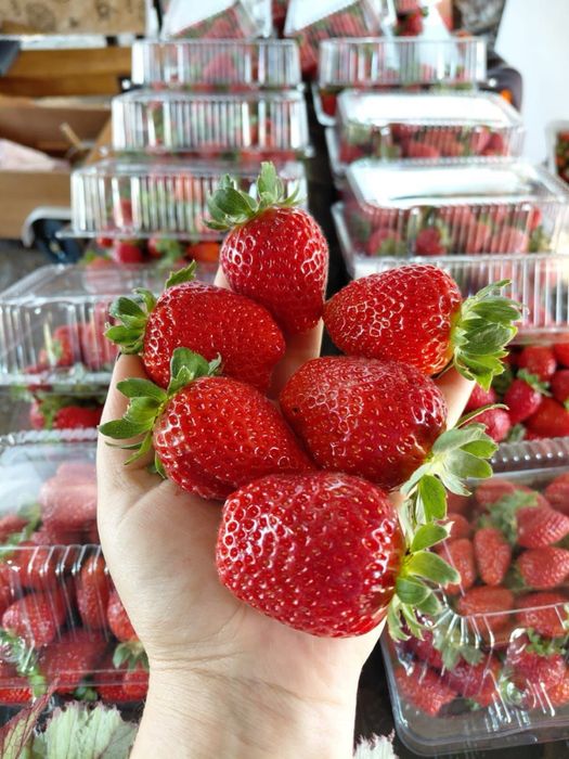 Продавам расад ягоди и малини качествен расад