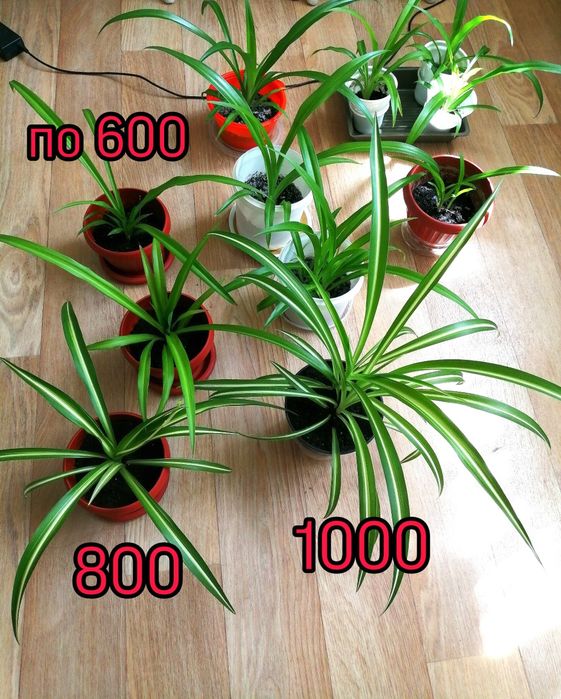 Хлорофитумы комнатные цветы