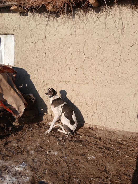 Хортый сатылады.