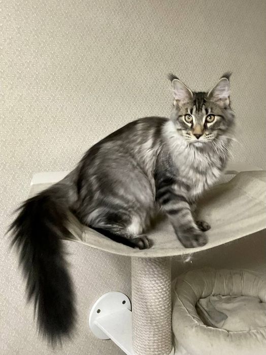 Котенок мейн-кун