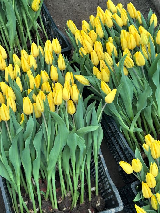 Тюльпаны оптом Алматы