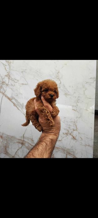 Той пудел момчета