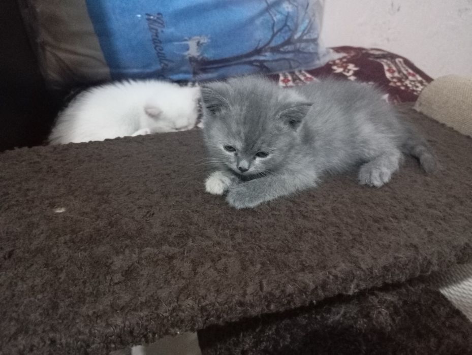 Кошки британские