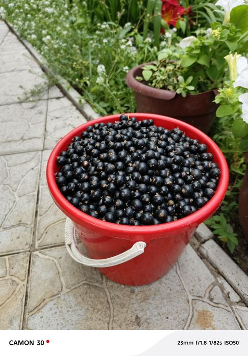 Чёрная смородина
