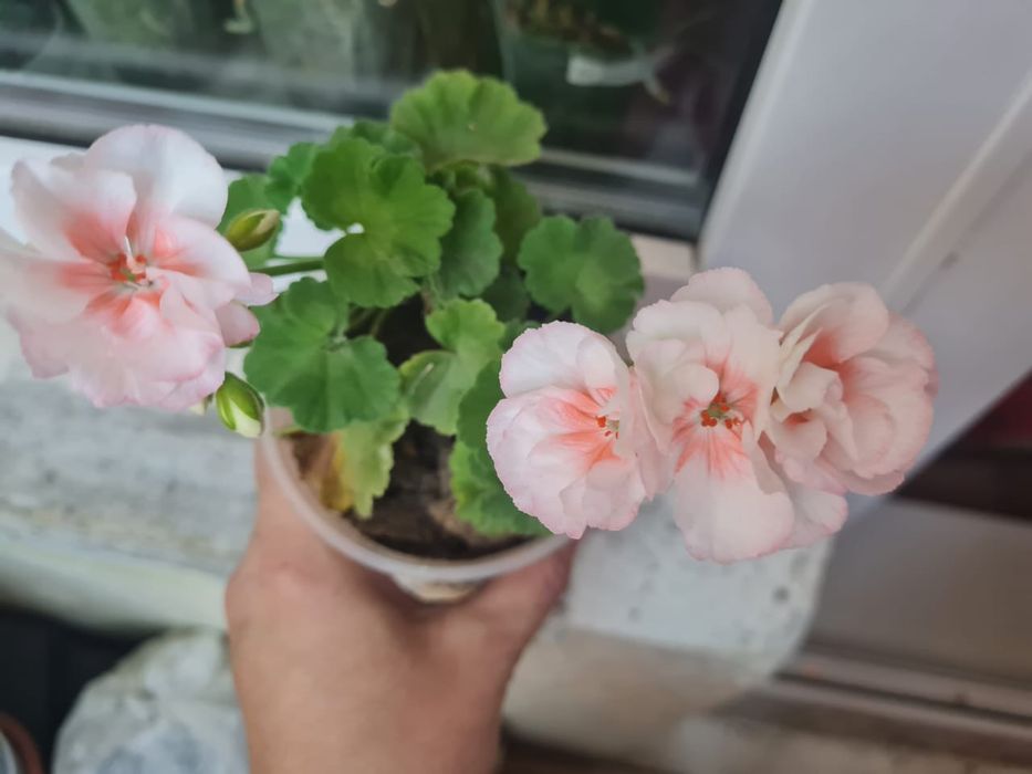 Продам красивые пеларгонии