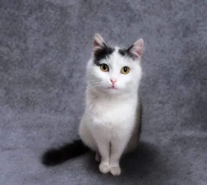 Котёнок ищет дом!