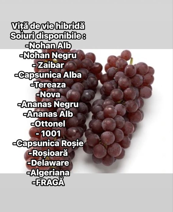 Butasi de vita de vie,soiuri hibride-rezistenta la boli si daunatori