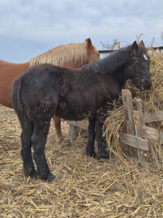 De vanzare manz 7 luni