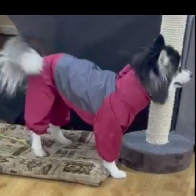 Одежда для собак,комбинезон для собак