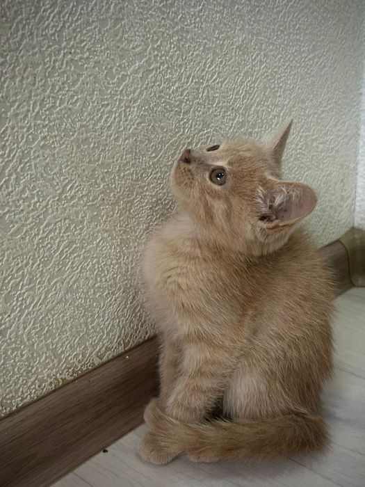 Отдам котят в добрые руки!