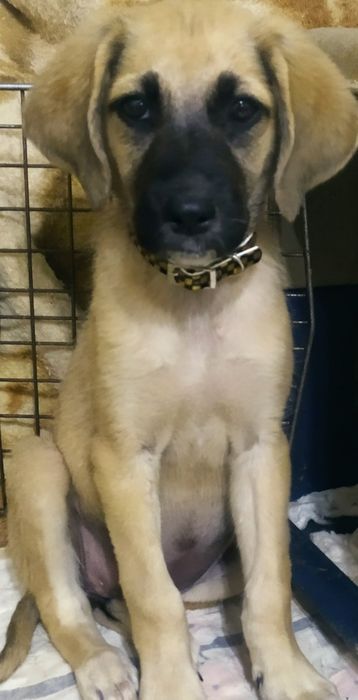 Бесплатно отдам котята, щенки.