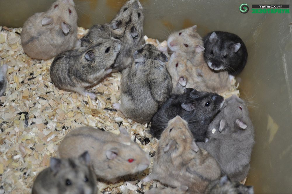 Хомяк джунгарский