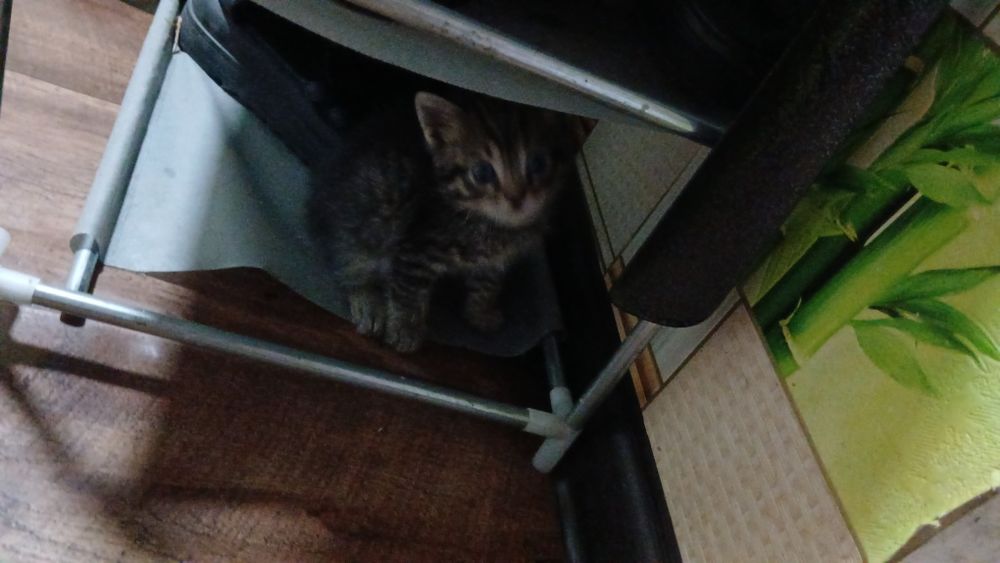 Отдам котят в добрые руки