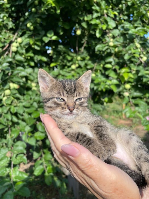 Отдам котят в очень добрые руки