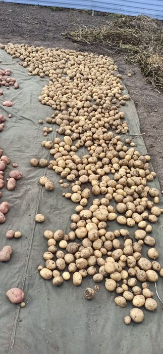 Семенной картофель