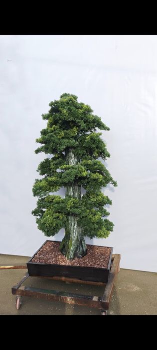 Bansay япон дарахти йасаб берамиз