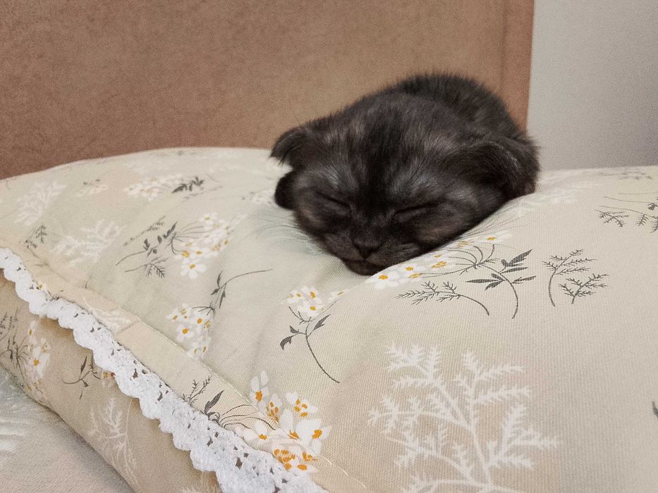 Котенок девочка шотландка