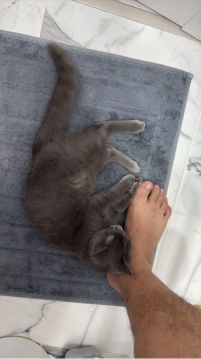 отдам в добрые руки кота