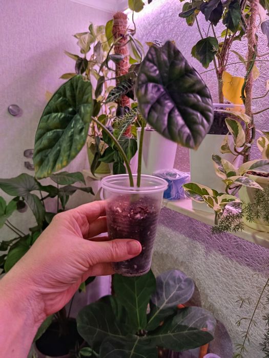 Большой выбор цветов .