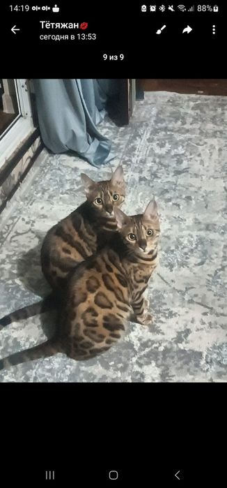 Мишик пародалик бенгал