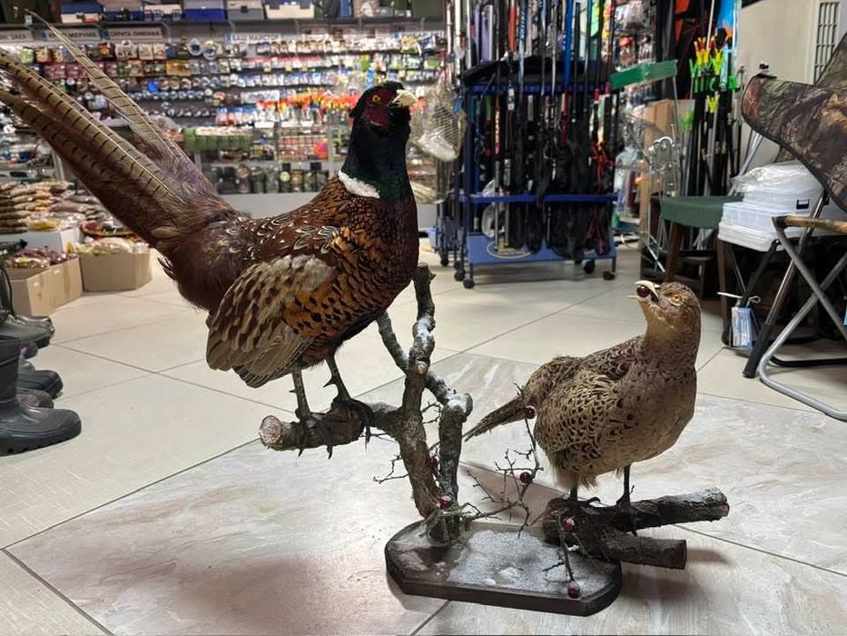 Препариран  трофей за декорация