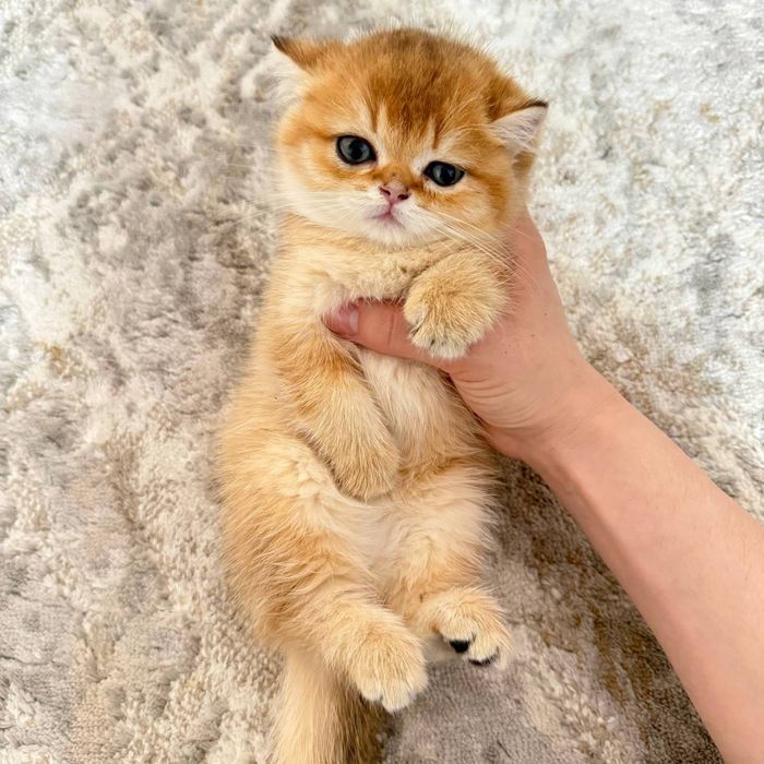 Золотая Шиншила Ny 11