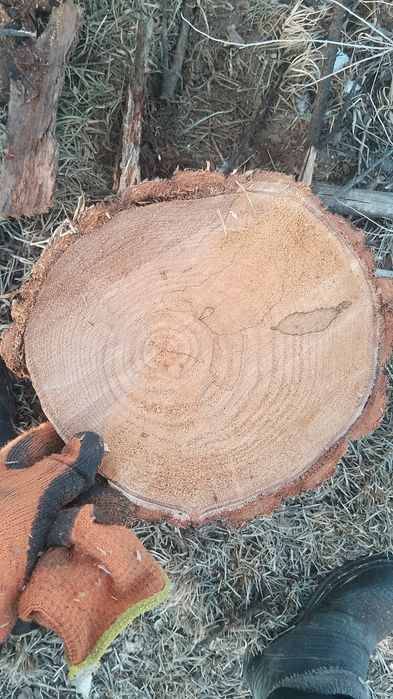 Дрова карагач продаю