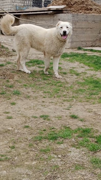 Ургашы сатылады!