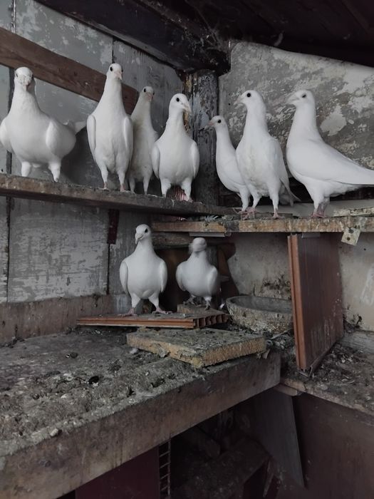 Vând pui voiajori Galați 25lei bucata