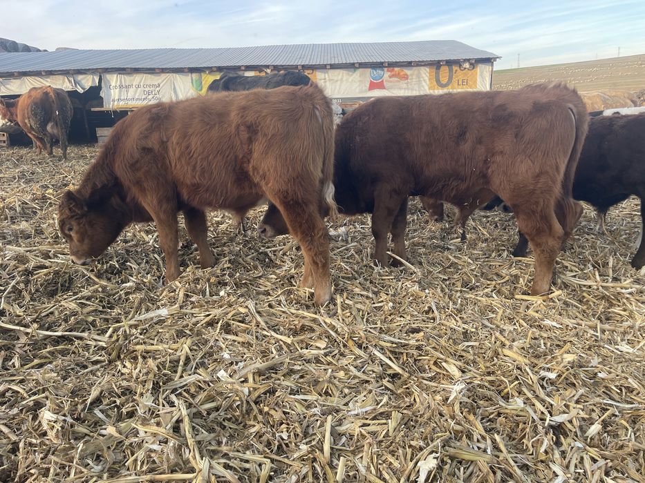 Vand vitel / tauraș