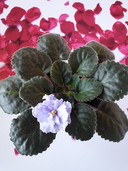 Цветущие фиалки сортовые