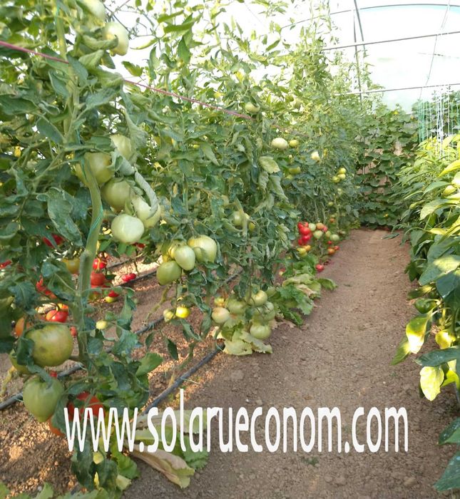 Solar(sera) de gradină cu structură metalică (teava)