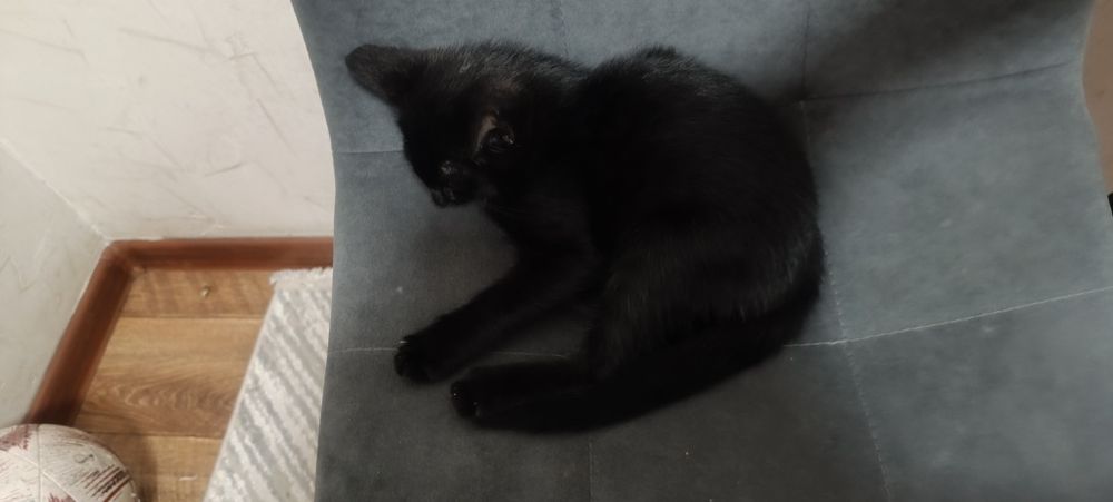 Кошки котики черный и белый