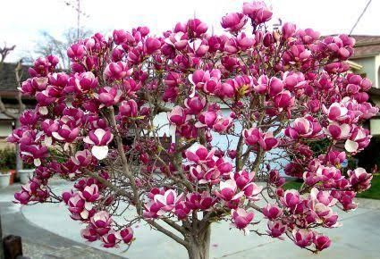 Magnolia Rustica Ruba -Roz închis