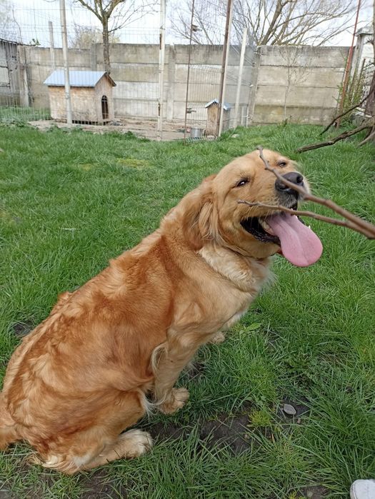 Golden retriever rosu