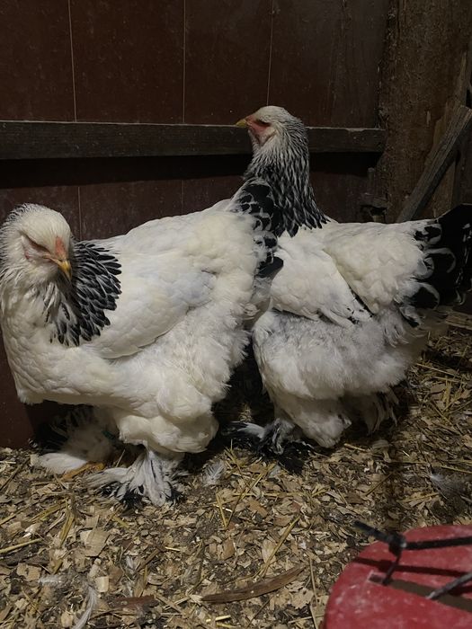 Ouă Brahma HD pentru incubat