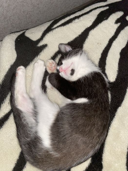 Отдам котенка в добрые руки!!!