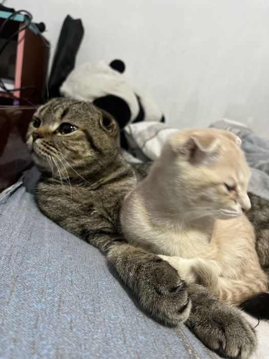 Вязка вислоухого кота