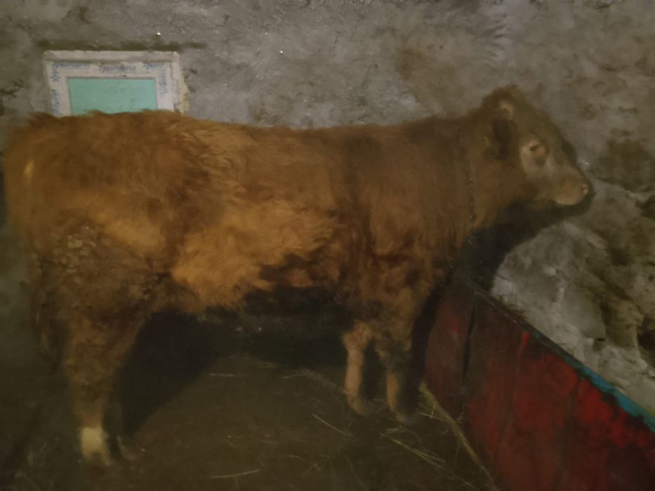 Обмен на дойную корову можно с моей доплатой