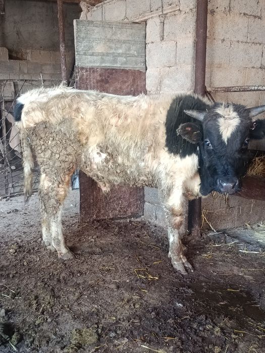 Буқа сатылады аа