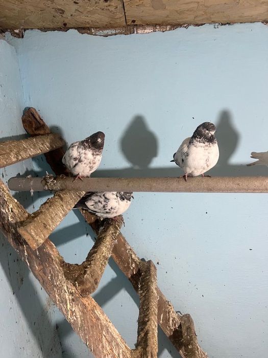 Продаю или обменяю голубей