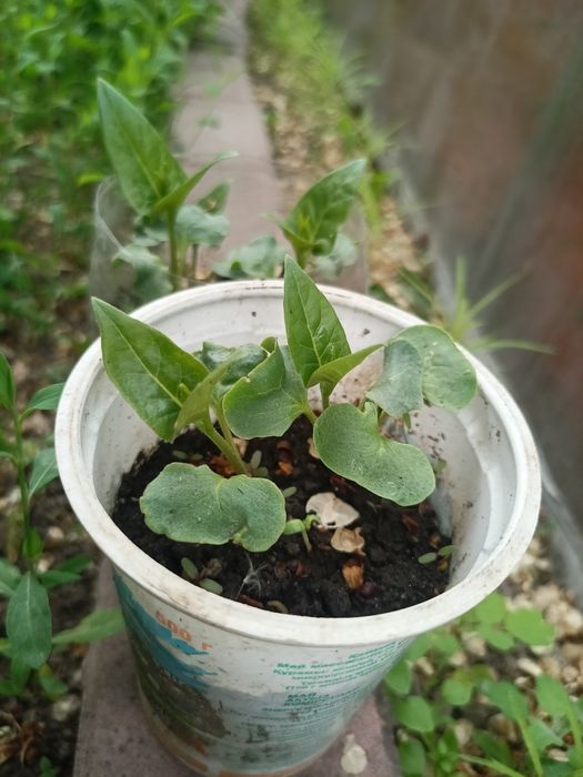 Ночная красавица садовая Мирабилис