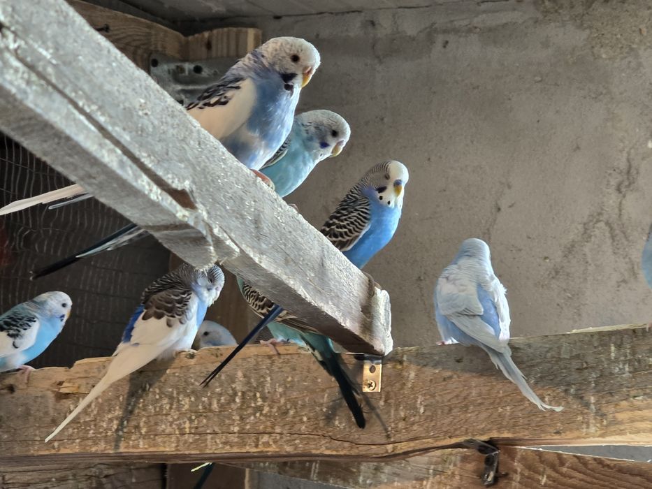 Papagali perusi en-gros