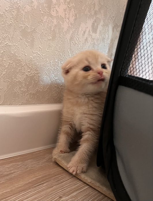 Шотландские котята