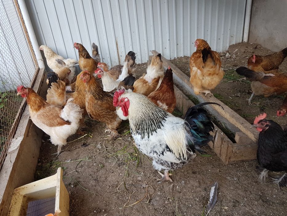 Продам кур домашних
