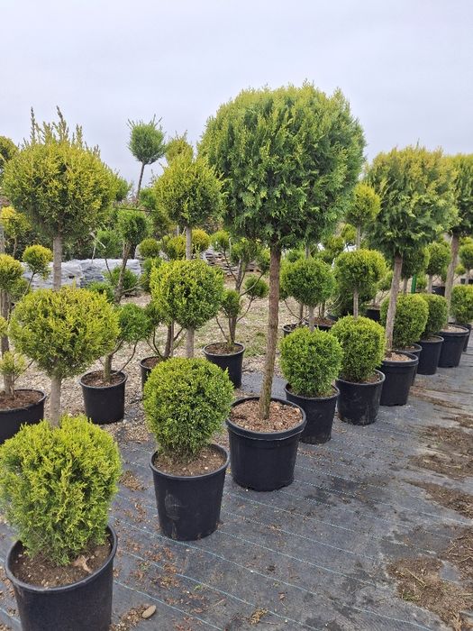 Vând plante ornamentale și livrez