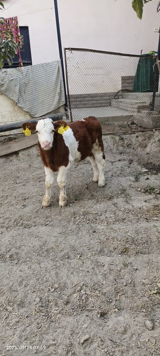 Toza smental buzoqlar  sotiladi