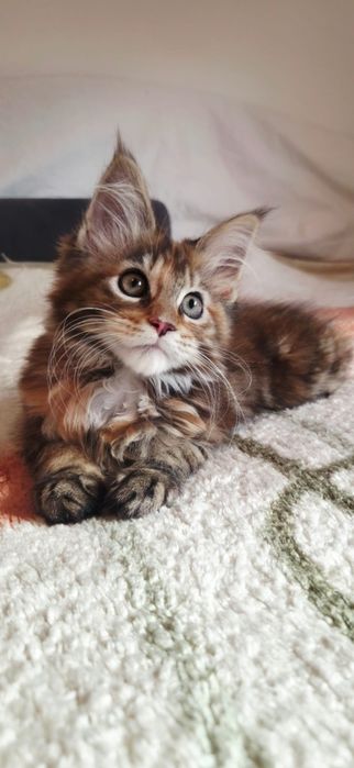 Fetița Maine Coon