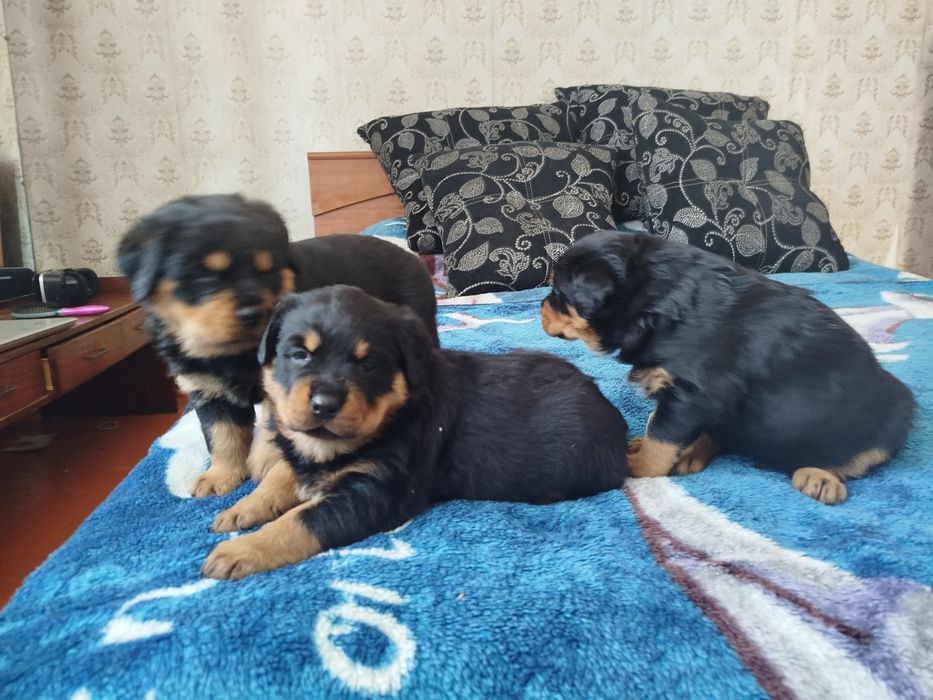 Продаются щенки ротвейлеровв