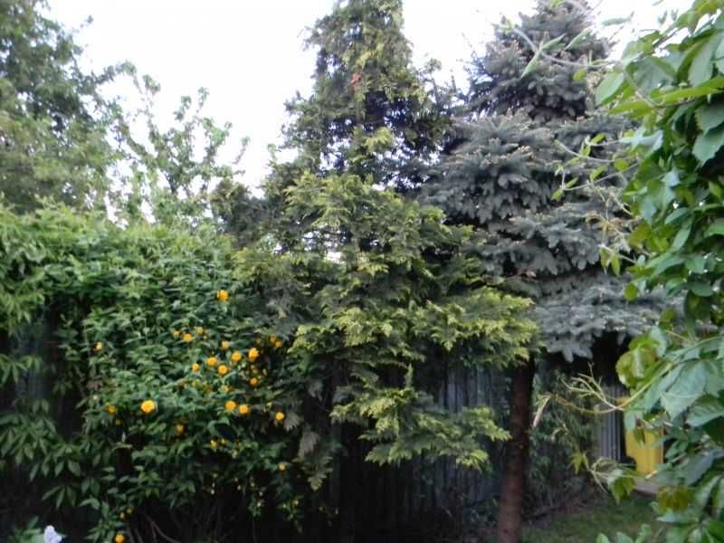 Brad Argintiu 5 metri pentru Craciun sau replantare